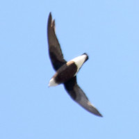 White-throated Needletail
